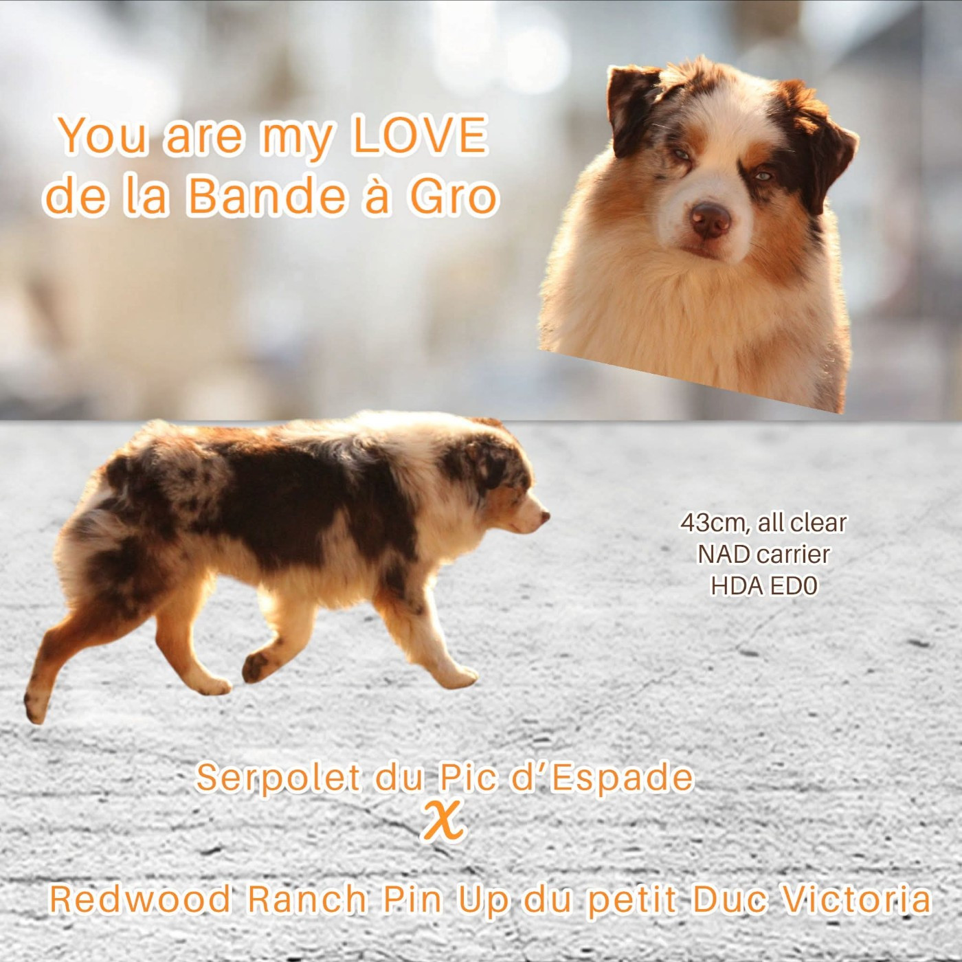 Publication : de la bande à Gro Auteur : C.Quemener