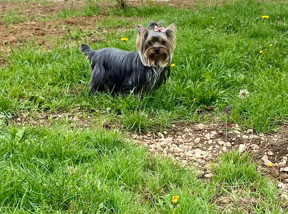 Publication : Du Royaume Des Choupettes