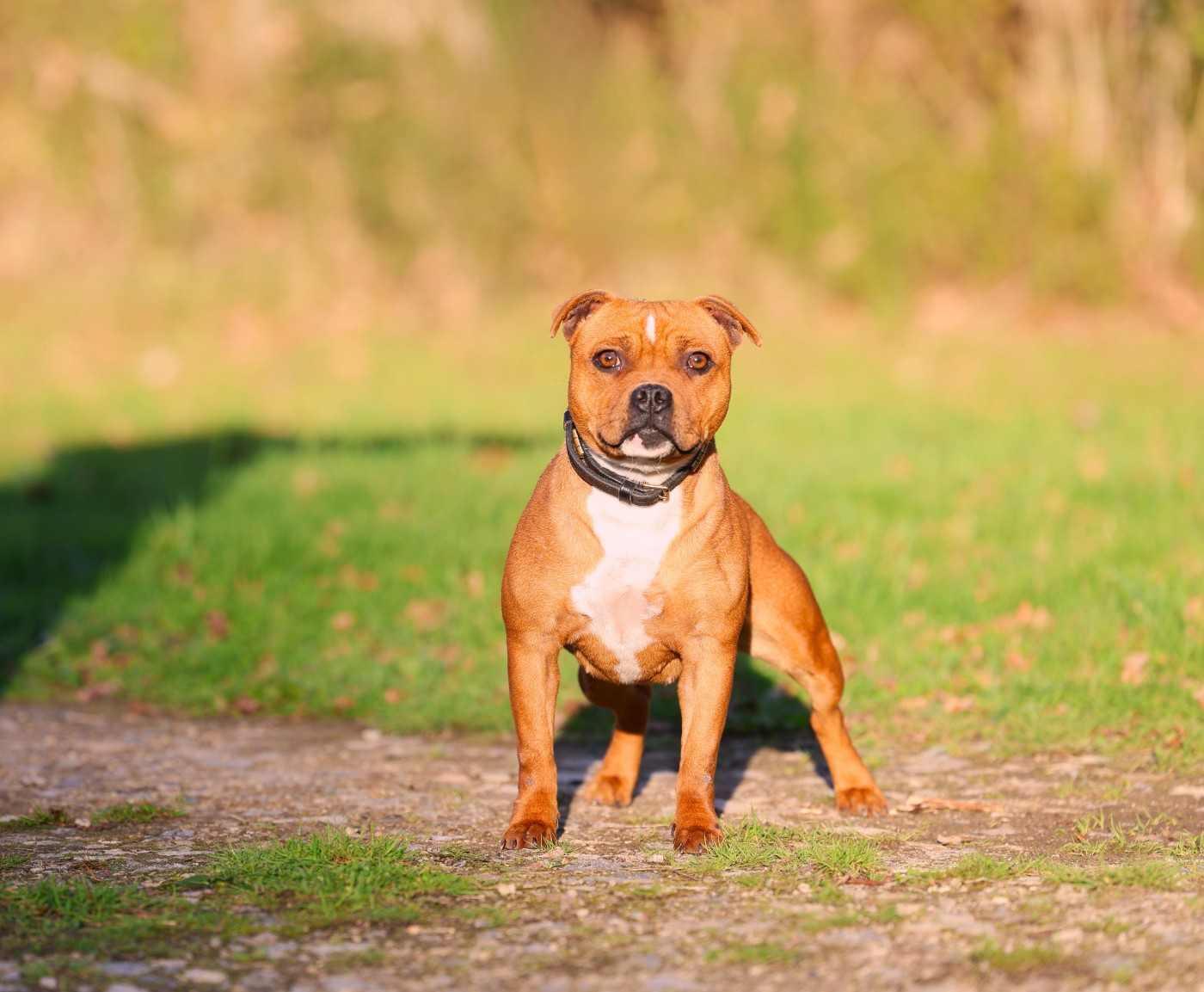 Publication : De Rockstar Dog