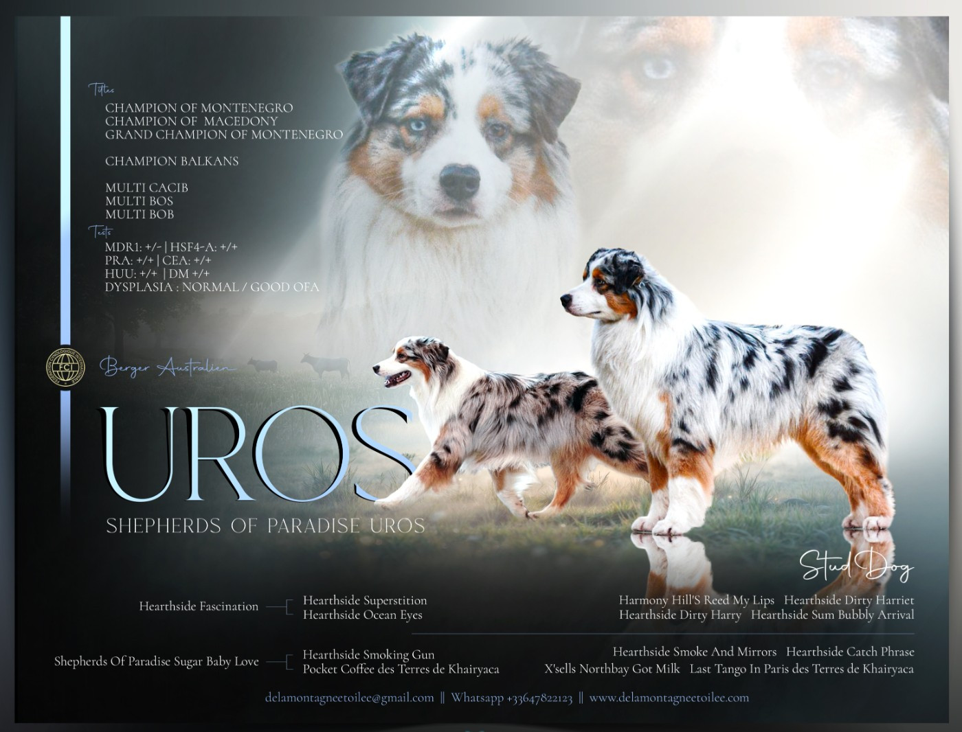 Publication : De La Montagne Etoilée 