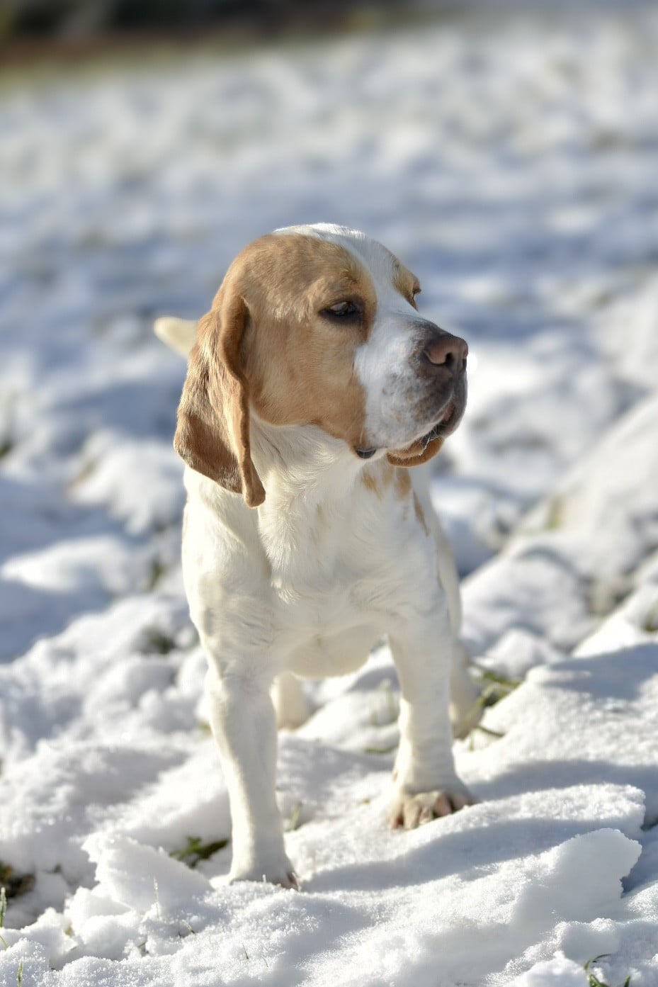 Usko Du domaine de la villatelle