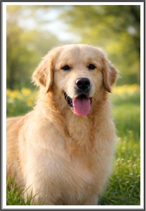 Publication : du bois des amazones Auteur : du Bois des Amazones