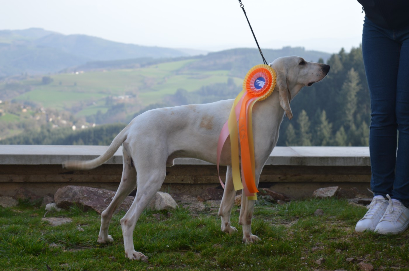 Publication : Du Bois Mulet Auteur : du bois mulet