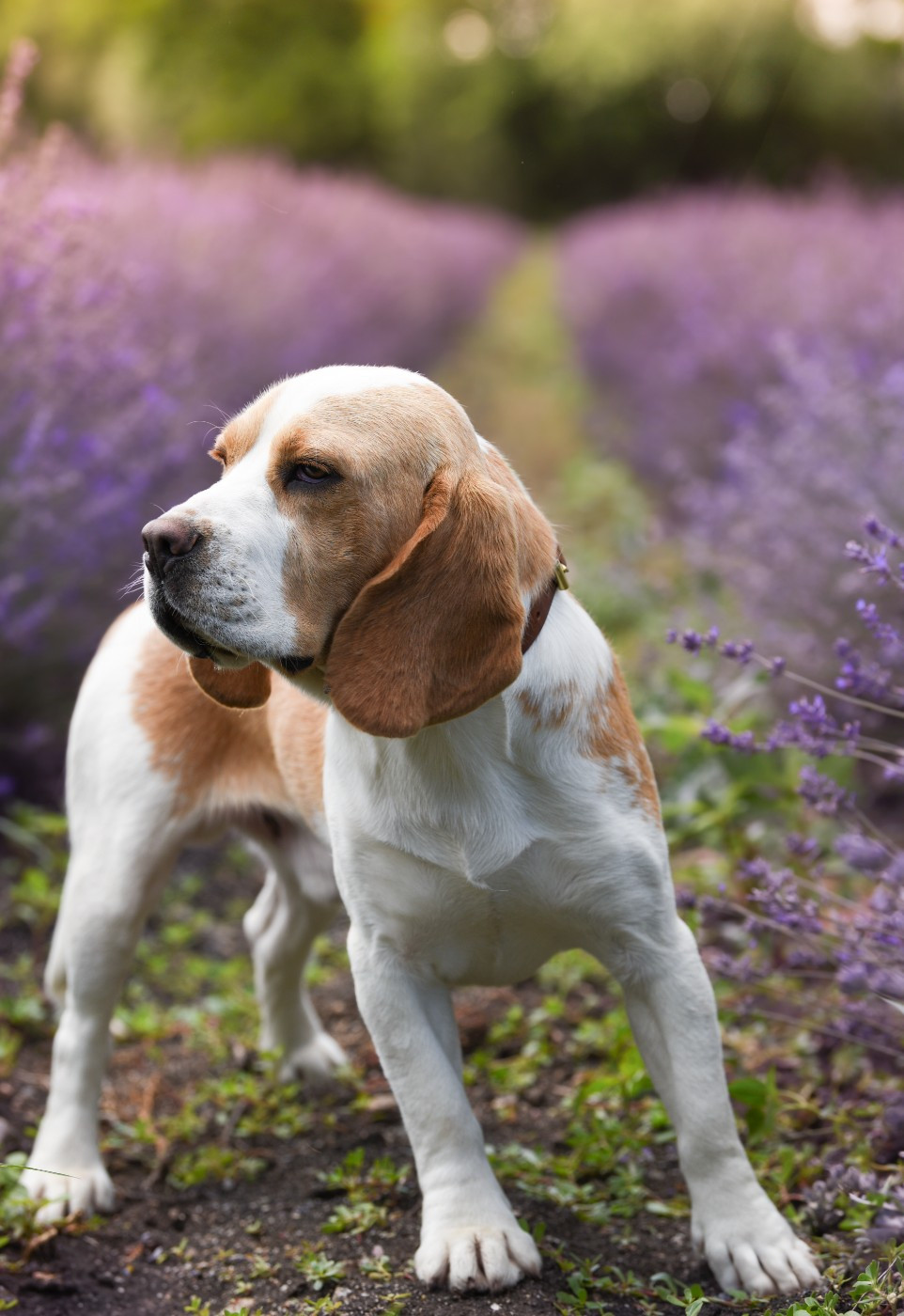 Usko Du domaine de la villatelle