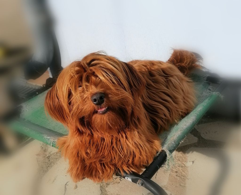 Publication : Des Nichées De Riopse Auteur : eD.Riopse