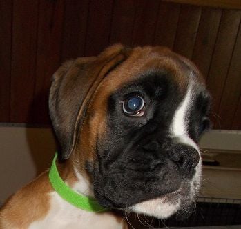 Publication : des Sources du Fond de Laye Auteur : SDFDL