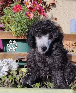 Publication : The beautiful grey of marysa Auteur : by M&F BGoM