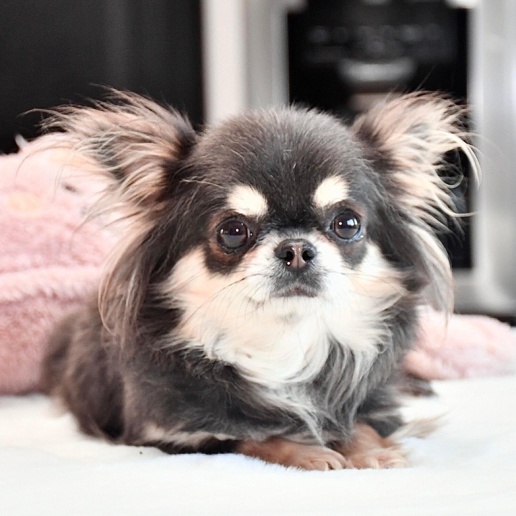 Publication : Des Pattounes Douces