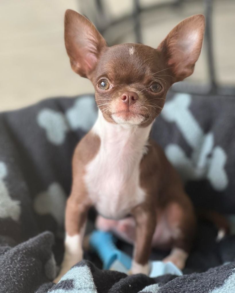 Publication : Du Domaine De Montbrieux 