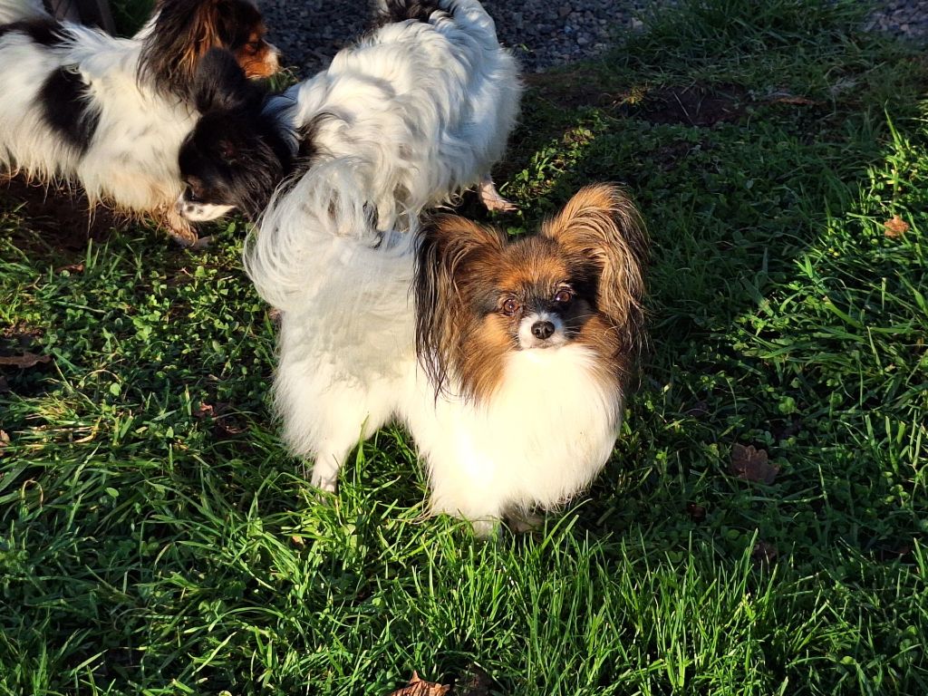 Publication : de la Roche des Oratrix Auteur : Julien BAUSSAY