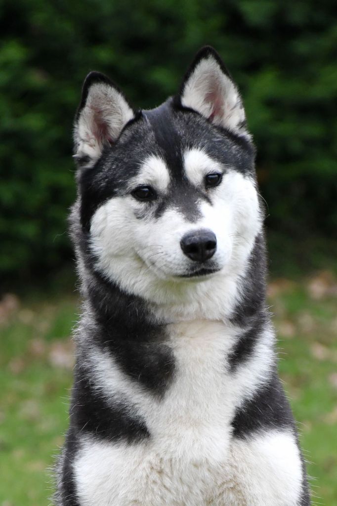 Publication : de la source du Montet 