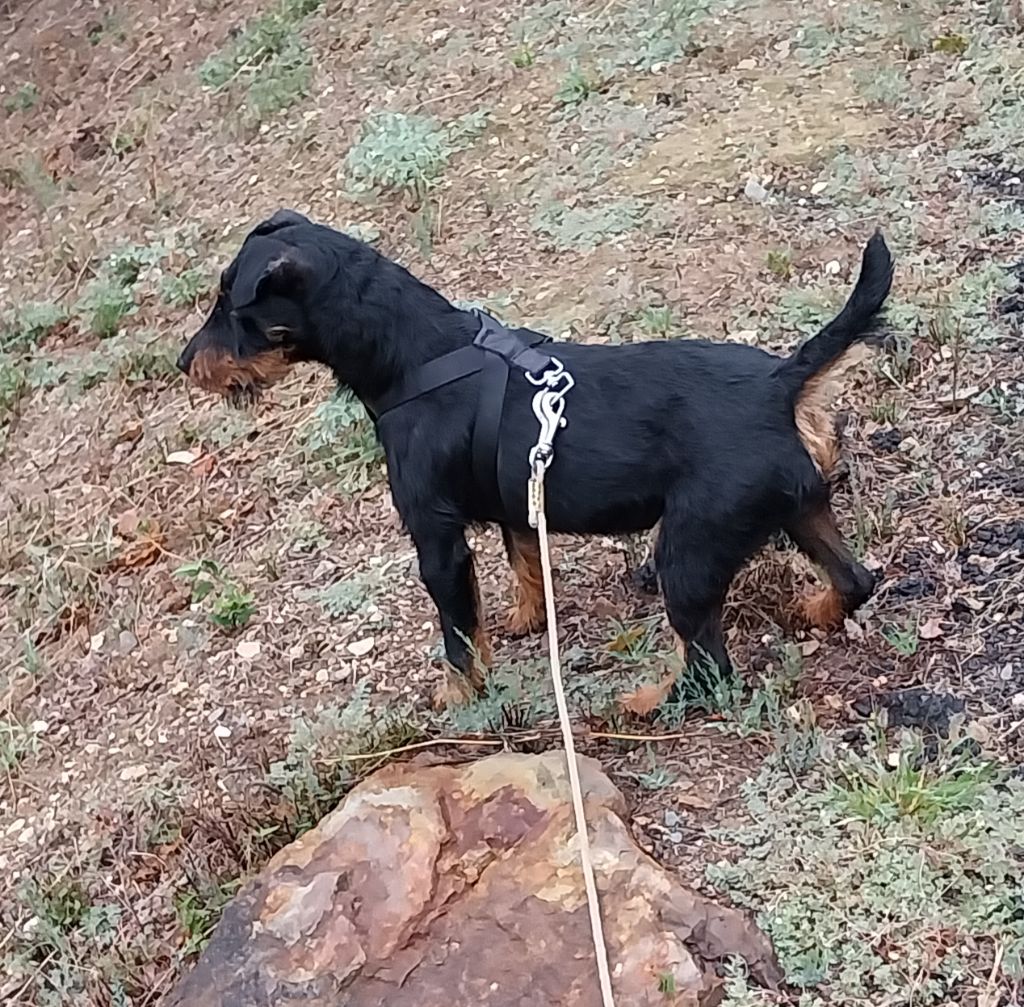 Publication : de las Sesteriades Auteur : M. David BENOIT