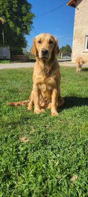 Étalon Golden Retriever - Vénus Du plateau des abeilles