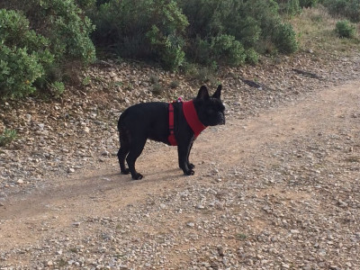 Étalon Bouledogue français - U and me Du Clos De Chantegrive