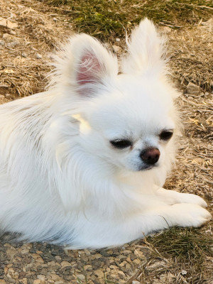 Étalon Chihuahua - Unik Des graines de stars