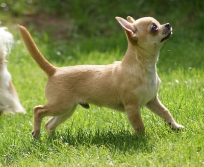 Étalon Chihuahua - True blood de L'Arbre des Batailles