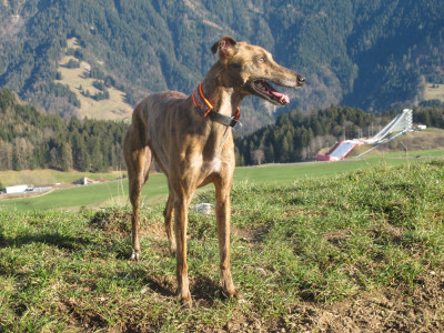 Étalon Whippet - CH. Sharleen ulton of the Moon