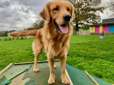 Étalon Golden Retriever - Ufig Du haut de crecy