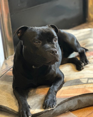 Étalon Staffordshire Bull Terrier - Unik From Braveheart Story