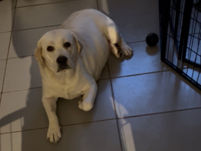 Étalon Labrador Retriever - Vegas Des Yeux Doux