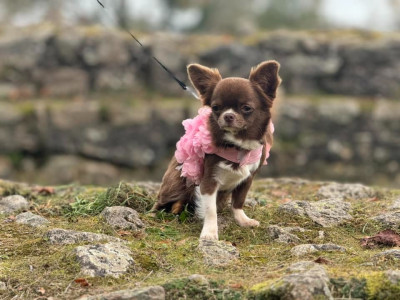 Étalon Chihuahua - Utopie Du Repère Des Poilus