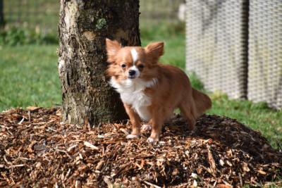 Étalon Chihuahua - Vanina (Sans Affixe)