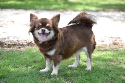 Étalon Chihuahua - Romance Des Terres De Sam