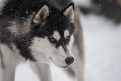 Étalon Siberian Husky - Vertige de l'amour Of Umok's Dreams