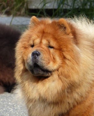 Étalon Chow Chow - Tahiti Du Clos De La Horde