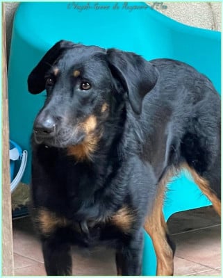 Étalon Berger de Beauce - U'vayah-green du Royaume D'Elsa