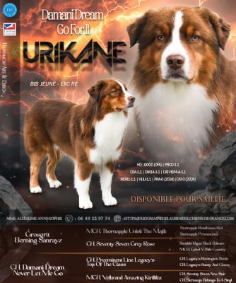 Étalon Berger Australien - damani dream Go for it Urikane