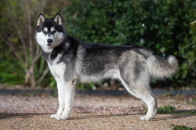 Étalon Siberian Husky - Vertige de l'amour Of Umok's Dreams