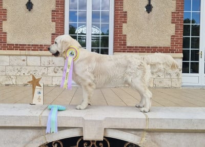 Étalon Golden Retriever - Vers l'infini et au-dela du jardin de poë