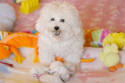 Étalon Bichon Frise - Tamara de la Felhotte