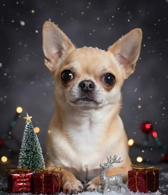 Étalon Chihuahua - True blood de L'Arbre des Batailles