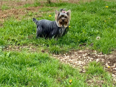 Étalon Yorkshire Terrier - Ulka Du Royaume Des Choupettes