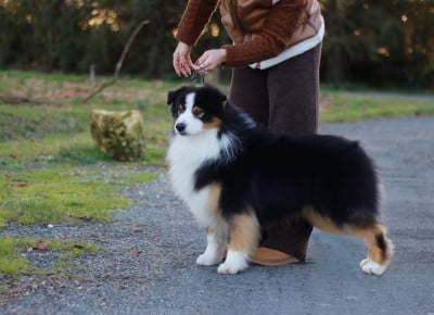 Étalon Berger Australien - emerald-view's Dam-break @beaver run