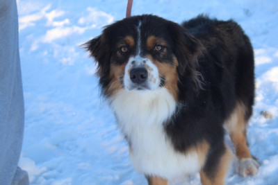 Étalon Berger Australien - Vegas Royal Fluffy