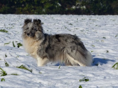 Étalon Shetland Sheepdog - Rafale De La Stella Del Pyrame