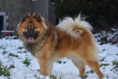 Étalon Eurasier - Unique flocon Du Chemin De La Blanche Ecume