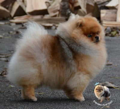 Étalon Spitz allemand - CH. forever best Strategy