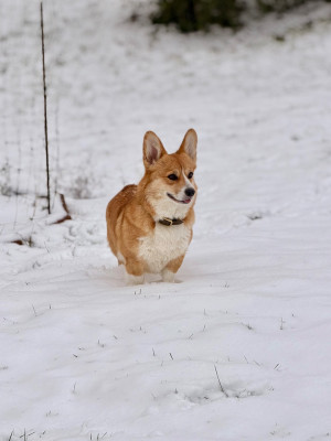 Étalon Welsh Corgi Pembroke - Iris art&love