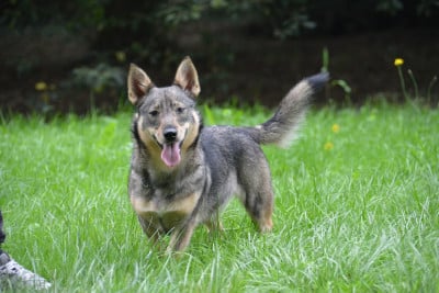 Étalon Spitz des Visigoths - Videl Des coeurs d'alène