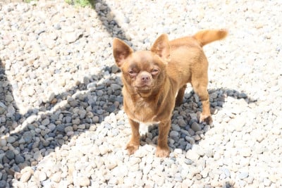 Étalon Chihuahua - Sailor setson Des Loves Didi