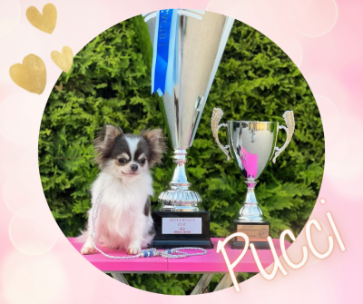 Étalon Chihuahua - CH. Veni vidi vici Des Bandits De Tula