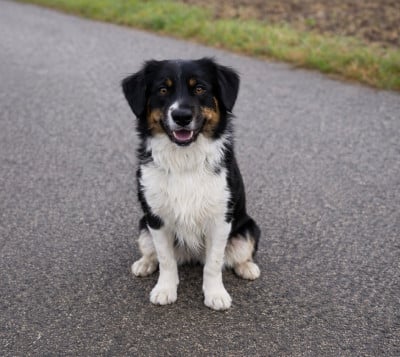 Étalon Berger Américain Miniature - Vent de folie Des Champs De Moleghem