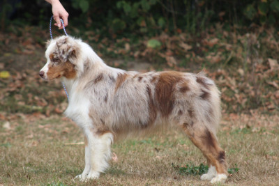 Étalon Berger Australien - Blue Memories Voglio andare-in-sicilia