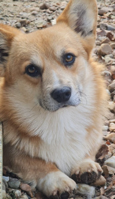 Étalon Welsh Corgi Pembroke - U'hegel des Douces Merveilles