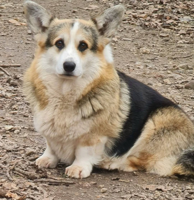 Étalon Welsh Corgi Pembroke - victoria amatoria Sandar mani
