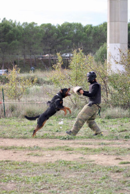 Étalon Rottweiler - Ullk du Sang de la Reine Noire